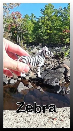 🦓Zebra's Kick! 🦵 A Self-Defense Fact