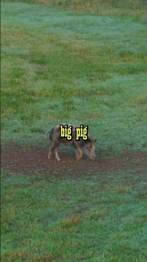 Hand Cannon VS Wild HOG #highroadhunting #hoghunting