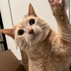 alli_the_cat_petter - Twitch
