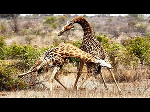 Epic Giraffe Battles! Neck-to-Neck Combat Explained [HD] 🦒🥊#animals #wildlife #giraffe #giraffefight