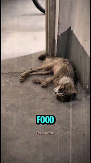 What Happened When a Dog Almost Drowned? 🐶💔