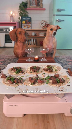 Homemade Dog Food Recipes: Boiled Chicken & Turkey