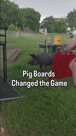 Pig boards made loading our big Berkshire pigs smoother, safer, and much less stressful! 🐖