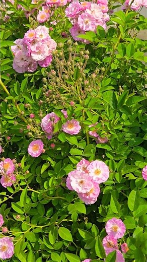 Blossom & Buzz: Roses & Bees 🐝