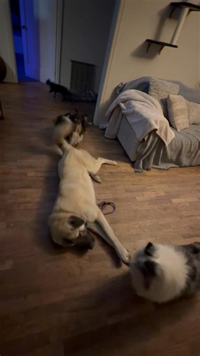 Crus is new here for a board n train to learn: -How to follow commands better around distractions. -Impulse control training -when mom needs protection vs doesn’t need it. -Stop plucking off mom’s chickens as an opportunistic snack at home. Luckily, mom’s providing the chickens since we only have one adopted rooster and that’s not enough for the training to transfer long term. 😅 Welcome to the pack buddy! | Primal K9 Coaching Dog Training