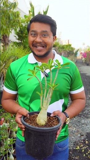 Save Your Adenium Plants with the Right Potting Mix!