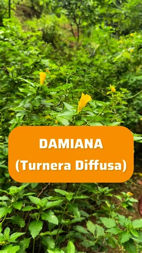 Intellectual Power 🧠 on Instagram: "Here we go! For the women! Here is the first ingredient in the I AM HER - EARTH MELANATED supplement 👸🏾🌿 - Damiana (Turnera Diffusa) A small shrub known for its aphrodisiac, mood-enhancing, and hormone-balancing properties. Traditionally used to enhance libido, reduce anxiety, and support reproductive health. It is particularly useful for regulating hormones during the menstrual cycle. Damiana is rich in antioxidants, which may help protect cells from dama