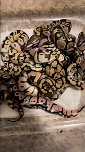 Orange Dream Chocolate Ball Python Hatchlings! #ballpythons