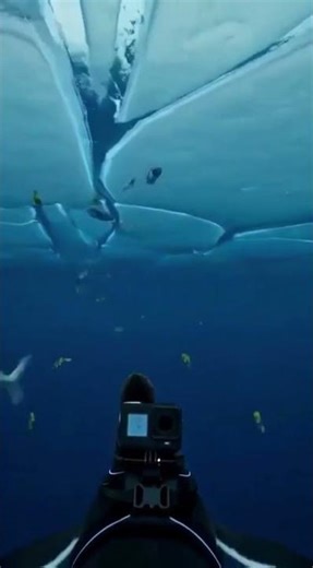 Penguin Camera Finds a Strange Metallic Object Under Antarctic Ice #shorts