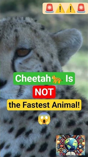 The Fastest Animal on Earth Is NOT the Cheetah!😱 #cheetah #fastestanimal #mindblowingfacts
