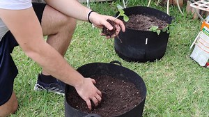 Organic Seedling Transplanting. | DR. EARTH