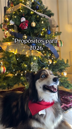 Maka Recetas | Propósitos 2026 de mi perro: lavarse más seguido los dientes, ser amigo de los gatos y comer aún más saludable con Maka Cocinados: pura... | Instagram