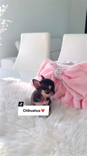 All About Chihuahuas: The Adorable Toy Breed