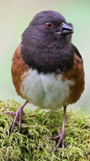 Spotted towhee bird call #canon #nikon #birdphotography #birdwatching #birdsofinstagram #photooftheday #birds #shorts #birding #love #animals #pet #art #of #wildlifephotography #parrots #captures #naturelovers #best #nature #naturephotography #parrot #photography #birdlovers #birdlife #birdstagram #ig | Dale Stokes