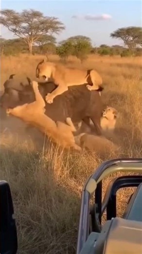 Pride of lions aim their sight on a buffalo. #lion #buffalo #ambush #attack #animal #shorts #viral