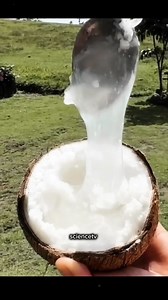8.2K reactions · 1.5K shares | "Ever seen a coconut without water but filled with a mysterious sticky substance? It’s not a defect—it’s Makapuno! A rare coconut with a unique endosperm that’s a delicacy. Curious why this happens? Watch now to uncover the fascinating secret behind these extraordinary coconuts! 便" #science #facts #makapuno #reelsfbシ | Manish Kumar Gupta | Facebook