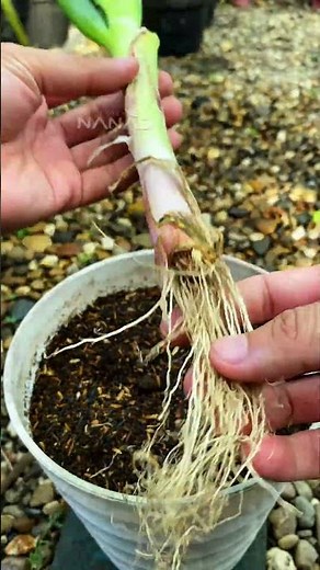 Easy tips for growing leeks at home, the first you can prepare of media growing so loose ...