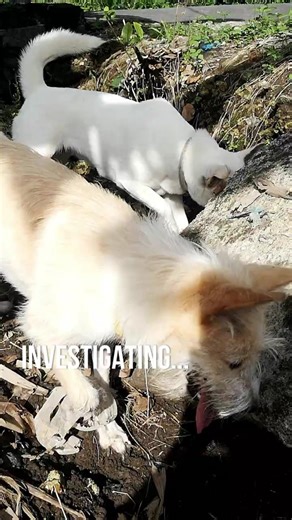 Curious Bali Dogs Investigating a Rock