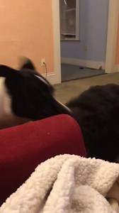 69 reactions · 6 comments | Susie and I were playing and getting our zoomies out. Don't worry Susie is just giving me love bites lol | The Legendary Adventures of Sammy | Facebook