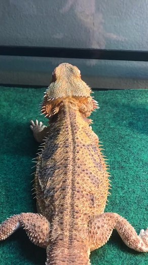 65K views · 581 reactions | Just another day as a Bearded Dragon owner.  | Bearded Dragon | Facebook