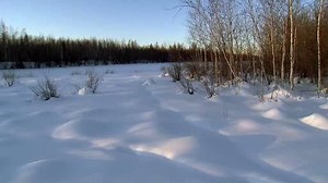 Siberia Eurasian Wolves