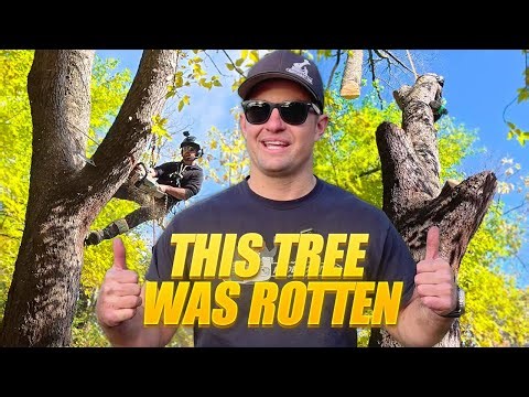 Zach’s Biggest Cherry Tree Removal — Grove Crane at 156ft!