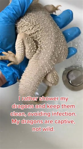 Bathing is cleansing #lizard | Midori Perspective