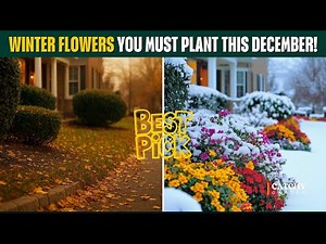 7 Winter Flowers YOU MUST Plant This December! 🌸❄️