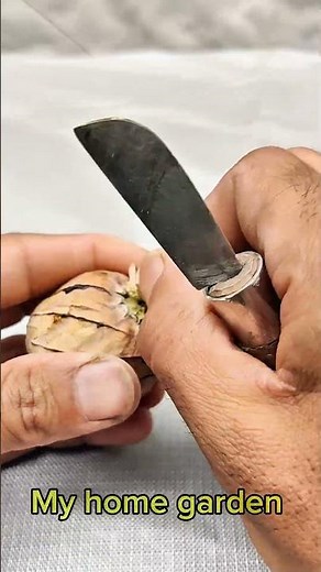 Poppy Seed Harvesting || Poppy Seed Pod Harvesting.