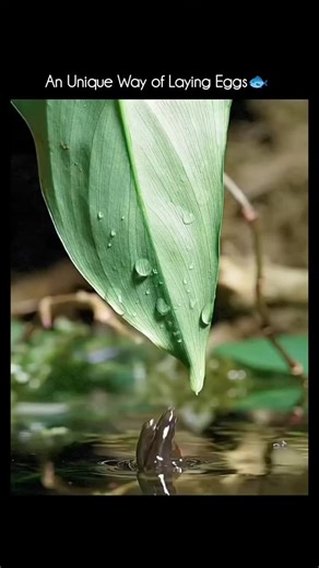 Explore the Earth 🌊 on Instagram: "🔺Splash Tetra (Copella arnoldi) Family: Lebiasinidae Native to: Amazon Basin (Brazil, Colombia, Peru) Size: ~3–4 cm (1–1.5 in) Lifespan: 3–5 years 🔺What makes it special 🌊 🔸Famous for its splashing breeding behavior. 🔸The pair jumps out of the water to stick eggs on leaves or surfaces above the waterline. 🔸The male guards the eggs, repeatedly splashing water on them to keep them moist until they hatch. 🔺Appearance Slender body, silvery-beige with subtle
