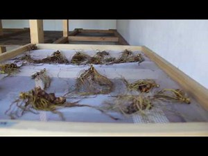 Washing, drying, and packaging Yellowroot