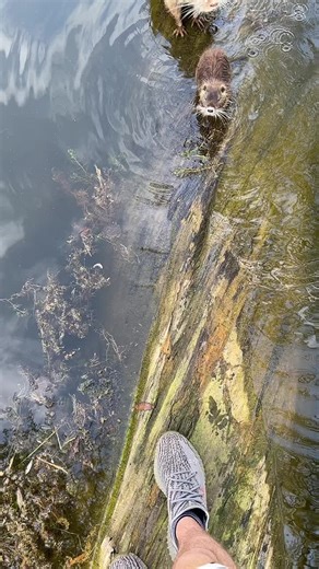 Interact with Friendly Otters in Natural Habitat