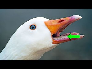 Watch how to sign 'throwback' in American Sign Language.