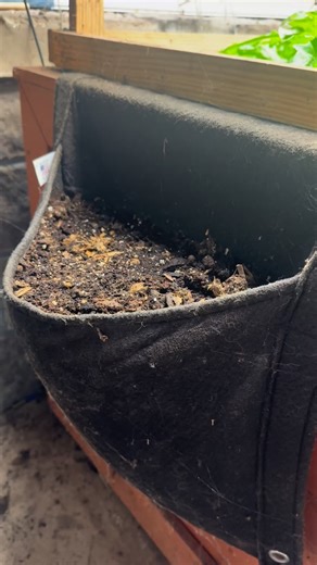 I usually just toss in things like cilantro or basil into these little Smart Pot wallflowers in my sunroom, but I’m stepping things up a bit! I had a surprise tomato pop up here at the end of summer that actually did really well - which kind of inspired me to try something new. So this time I am starting some Konstance kohlrabi seeds from Park Seed. Kohlrabi is one of my favorite things to grow - super quick, tasty, and I love the look of this purple variety. This is my first time trying somethi