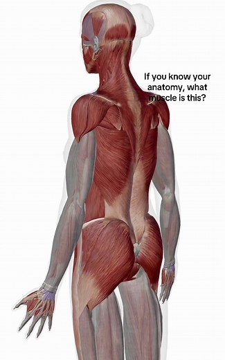 If you are in a&p you better know the answer…🧐 #prenursing #anatomy #fyp #anatomyandphysiology #muscles