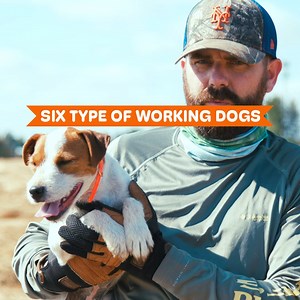5.7K views · 143 reactions | Six Types of Working Dogs | Dogumentary TV | Facebook