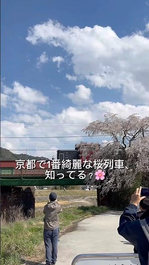 京都で一番きれいな桜列車🌸嵐山から桜の渓谷を走るトロッコ列車🚂#京都#京都トロッコ#嵯峨野トロッコ列車#桜#桜スポット#春旅行#関西旅行#japantravel#kyoto#shorts