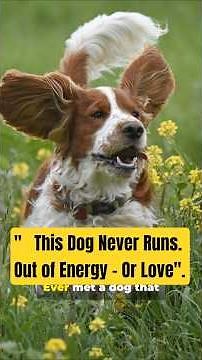 Welsh Springer Spaniel |The Loyal, Muddy, and Totally Underrated Dog Breed! #dogbreeds