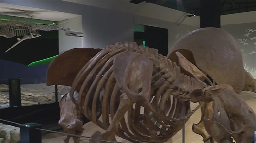 Austin museum unveils immersive prehistoric exhibit with fossils found in the area