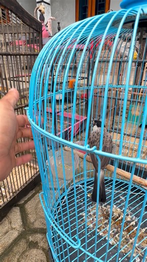 kutilag gacor dor #burung #kicaumania #shorts #kutilanggacor