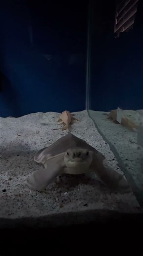 Cought my fly river turtle sleeping on the job 😂😂😂