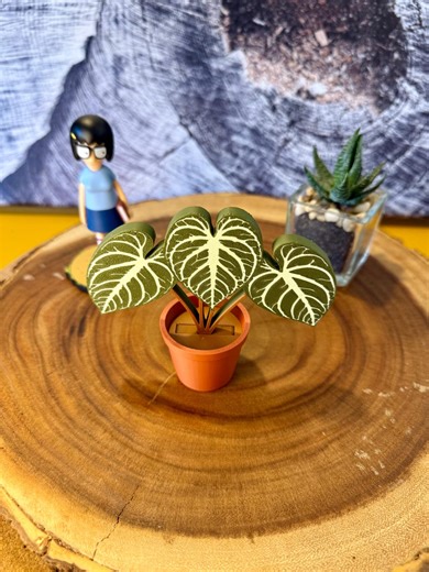 3d Print Plant Mini - Anthurium Silver Blush - Etsy