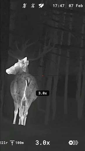 Look at the Antlers on This One | Red Stag in Thermal | Pulsar Trail 3 LRF XR50 #Shorts