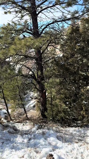 Another day another bobcat! #houndsman #dogman #bobcatdog #valupakdogfood