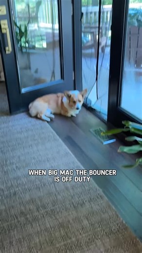 1.5K views · 10 comments | Man he’s cranky even when he isn’t working #bigmac #O3 #bouncer #corgi #dog | Ollie The Tripod Corgi | Facebook