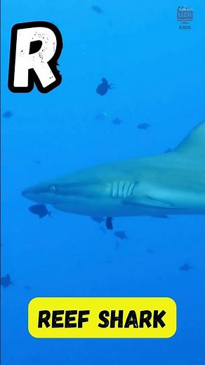 A to Z Coral Reef Creatures Song for Kids | Fun Alphabet & Ocean Animals Learning | UZR Kids