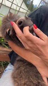 I think gingers teeth and smile broke the internet this year @donkey_familyy Credit : @thatfarmerbarbie | Donkey family