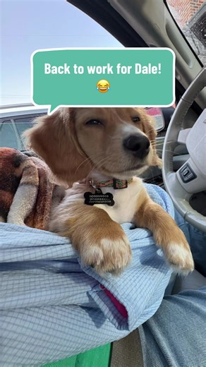 Dale’s Monday @ work was pretty great! #miniaturedachshund #dachshund #puppy