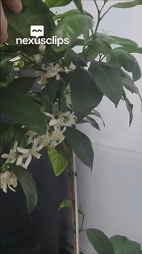 Year-Round Solar Greenhouse