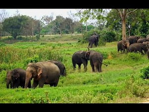 Wild Elephant Herd Life | Fighting, Feeding & Survival